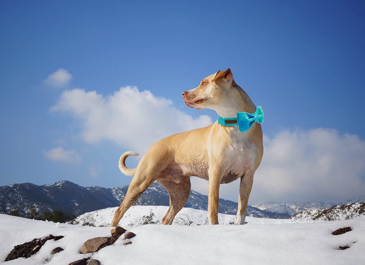 Colorful Dog Collar, Comfortable Dog Collar with Bow Adjustable Soft Bow Tie Dog Collars for Small Dogs